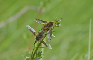 Bombylius fimbriatus © Jean Raillot - GRENHA