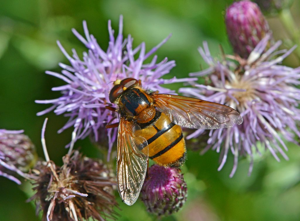Volucella inanis © Jean Raillot - GRENHA