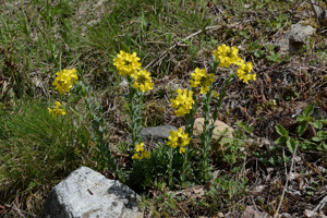 Faux alysson renflé © Bernard Nicollet - Parc national des Ecrins