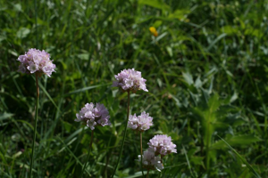 Armérie faux-plantain © Marie-Geneviève Nicolas - Parc national des Ecrins