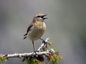 Traquet motteux © Damien Combrisson - Parc national des Ecrins