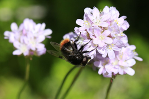 Volucella bombylans © Marc Corail - Parc national des Ecrins