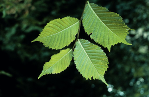 Ulmus glabre - Orme de montagne © Parc national des Ecrins