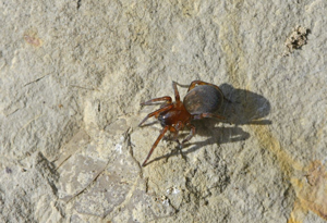 Amaurobius erberi © Jean Raillot - GRENHA
