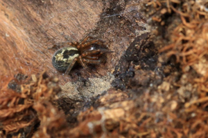 Amaurobius fenestralis © Marc Corail - Parc national des Ecrins