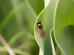 Chloromyia formosa - mâle © Marie-Geneviève Nicolas - Parc national des Ecrins