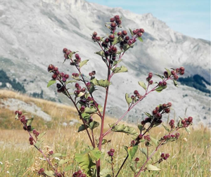 Bardane à petites têtes © Bernard Nicollet - Parc national des Ecrins
