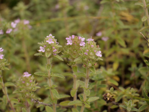 Thym glabrescent © Marie-Geneviève Nicolas - Parc national des Ecrins