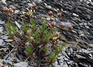 Oeil de chien - Plantago sempervirens © Bernard Nicollet - Parc national des Ecrins
