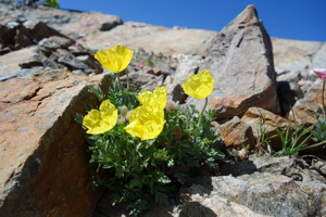 Pavot des Alpes © Cédric Dentant - Parc national des Ecrins
