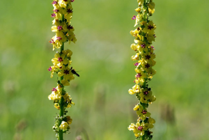 Molène noire - Inflorescences © Jean-Pierre Nicollet - Parc national des Ecrins