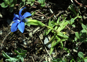 Gentiane du Dauphiné © Cédric Dentant - Parc national des Ecrins