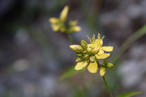Millepertuis des montagnes © Mireille Coulon - Parc national des Ecrins
