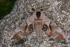 Sphinx demi-paon © Jean Raillot - GRENHA