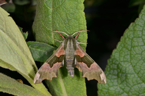 Sphinx du Tilleul (Le) © Jean Raillot - GRENHA