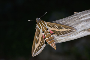 Sphinx livournien (Le) © Jean Raillot - GRENHA