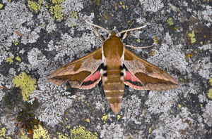 Sphinx de l'Euphorbe (Le) © Jean Raillot - GRENHA