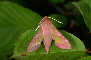 petit Sphinx de la Vigne (Le) © Jean Raillot - GRENHA