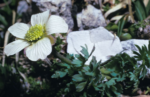 Renoncule à feuilles de Rue © Parc national des Ecrins