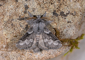 Bombyx de l'Aubépine - mâle © Jean Raillot - GRENHA