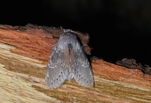 Stauropus fagi - Ecureuil (L') -  mâle © Jean Raillot - GRENHA