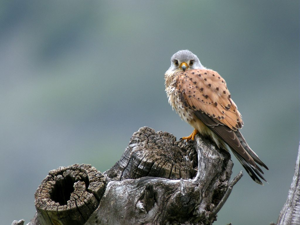 Faucon crécerelle © Damien Combrisson - Parc national des Ecrins