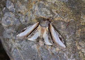 Porcelaine (La) - Pheosia tremula - mâle © Jean Raillot - GRENHA
