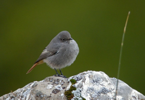 Rougequeue noir femelle © Damien Combrisson - Parc national des Ecrins