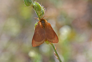 Malacosoma alpicola © Jean Raillot - GRENHA