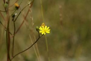Crépide de Nice © Cédric Dentant - Parc national des Ecrins