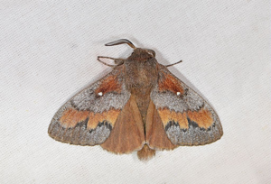 Bombyx du Pin (Le) © Jean Raillot - GRENHA