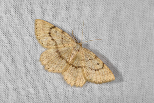 Yezognophos serotinaria serotinoides © Jean Raillot - GRENHA
