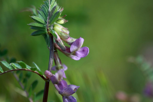 Vesce striée © Cédric Dentant - Parc national des Ecrins