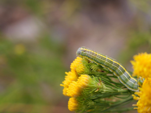 Cucullie de l'Aster (La) - chenille © Marie-Geneviève Nicolas - Parc national des Ecrins