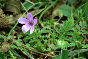 Erodium à feuilles de ciguë © Cédric Dentant - Parc national des Ecrins
