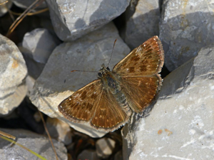 Point de Hongrie (Le) © Jean Raillot - GRENHA