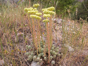 Orpin blanc jaunâtre © Marie-Geneviève Nicolas - Parc national des Ecrins