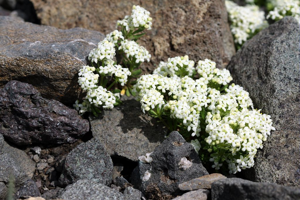 Gaillet pseudohelvétique © Cédric Dentant - Parc national des Ecrins