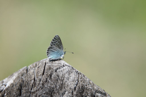 Azuré des Cytises (L') © Mireille Coulon - Parc national des Ecrins