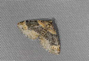 Xanthorhoe ferrugata © Jean Raillot - GRENHA