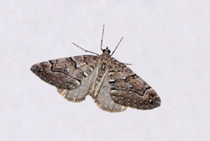Corythée montagnarde (La) © Jean Raillot - GRENHA