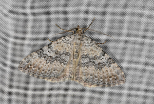 Ortholite biponctuée (L') © Jean Raillot - GRENHA