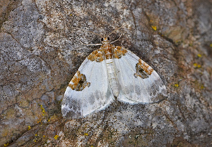 Mignonne (La) © Jean Raillot - GRENHA