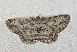 Boarmie rhomboidale (La) © Jean Raillot - GRENHA