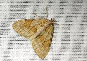 Corythée pectinée (La) © Jean Raillot - GRENHA