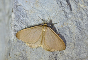 Souris (La) - Minoa murinata © Jean Raillot - GRENHA