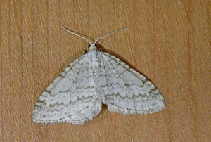 Larentie rupestre (La) - Mesotype verberata © Jean Raillot - GRENHA
