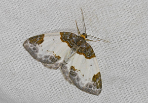 Phalène de la Ronce (La) - Mesoleuca albicillata © Jean Raillot - GRENHA