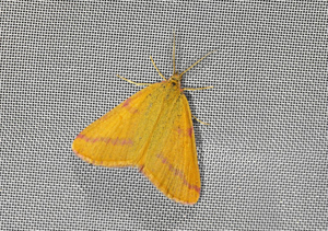 Ensanglantée des renouée (La) - Lythria purpuraria © Jean Raillot - GRENHA