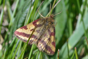 Ensanglantée alpine (L') -  Lythria plumularia © Jean Raillot - GRENHA